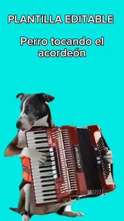 Perro toca acordeón