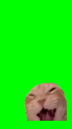 Laughing cat