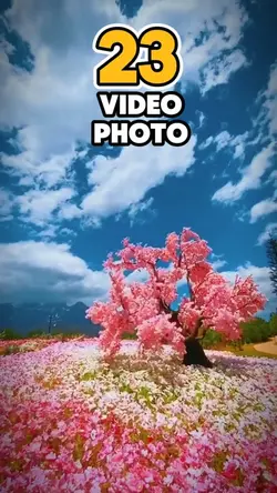 23 video or photo 