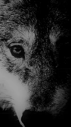 WOLF TRANSFORMATION 