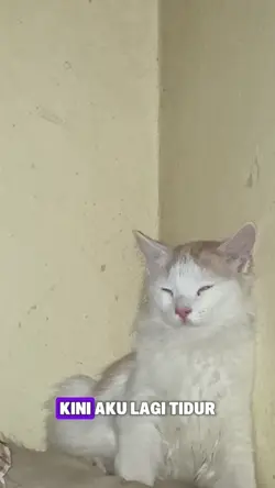 Kucing