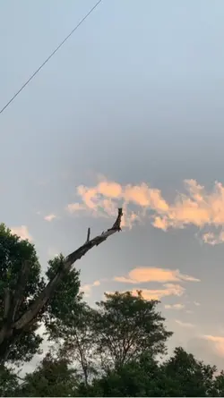 🍃🇯🇲