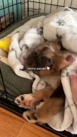 minha paixão 🤍🐾🐶