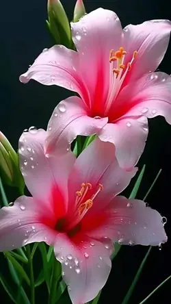 5 Photo 