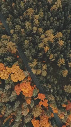 Vivid Circle