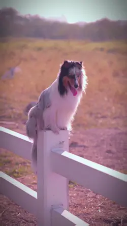 Dog Lover