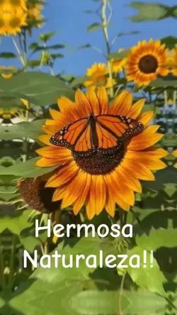 Girasol