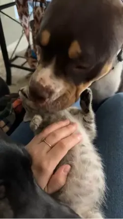 Cardi