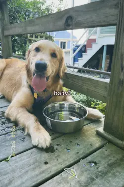 puppy
