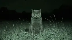 oyen berulah lagi