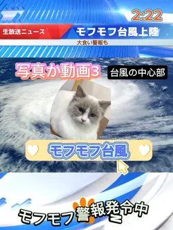 モフモフ台風