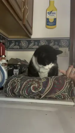 Feeding Cleo 