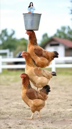 balanced chicken