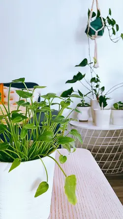 Indoor Plant Decor