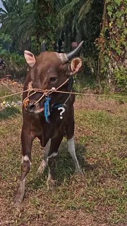 sapi ngamok