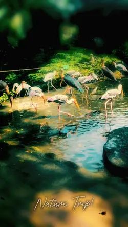 Lensa Filter effects