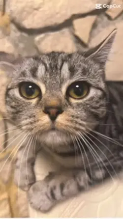 Mimi Katze