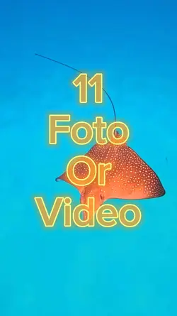 11 Video Slides