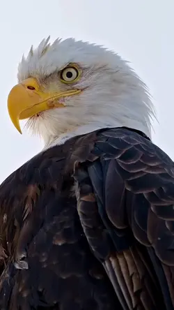 Eagle Eye