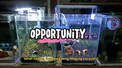 Opportunity