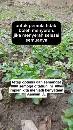 untuk pemula 