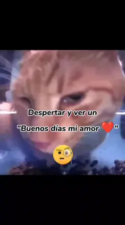 GATITO SERIO 