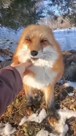 tilkiiiii