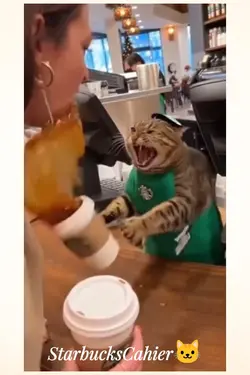 STARBUCKS CASHIER
