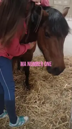 Ma number one 