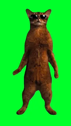Guap dancing cat