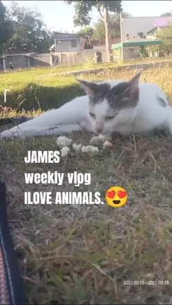 I love animals 