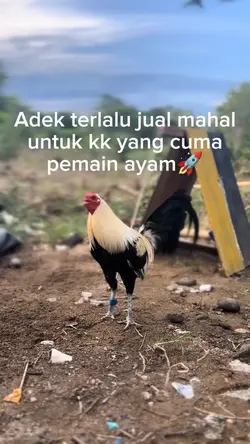 hoby ayam