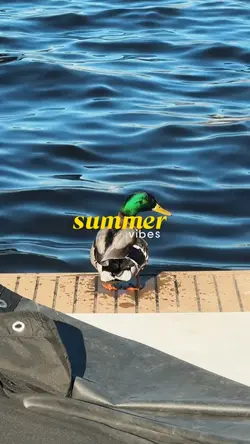 summer vibes 