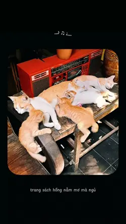 EM GỐI ĐẦU...