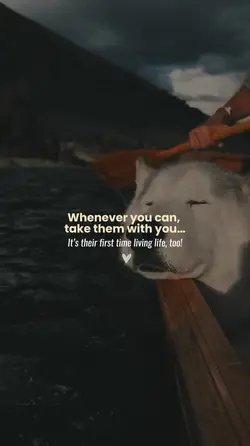 Pet with you
