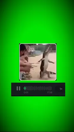 Trend Jacaré Meme
