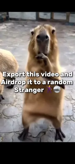 Capybara dancing