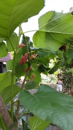 mulberry