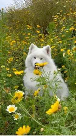 Flowers in bloom