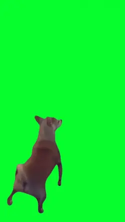 doggy dance funny