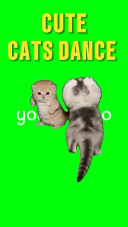 cute cats dance 