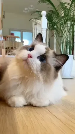 Stecu Stecu Kucing