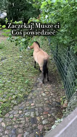 Zaczekaj!