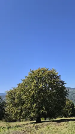 Duminică