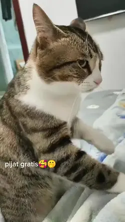 kucing gemes 