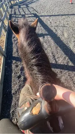 RODE TDYYYYYY!!
