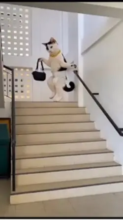 Con đ.ĩ mèo 😂😂😂