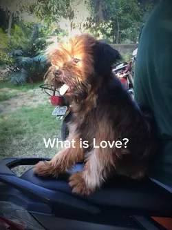 WHAT IS L🐶VE?