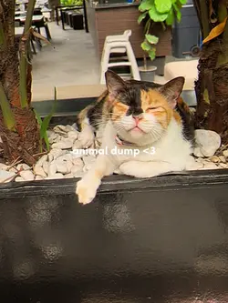 animal dump cutie
