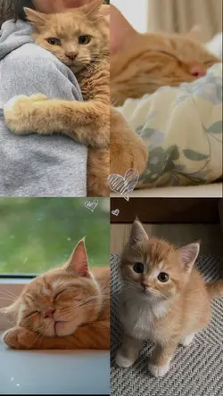 Día del Gato😻